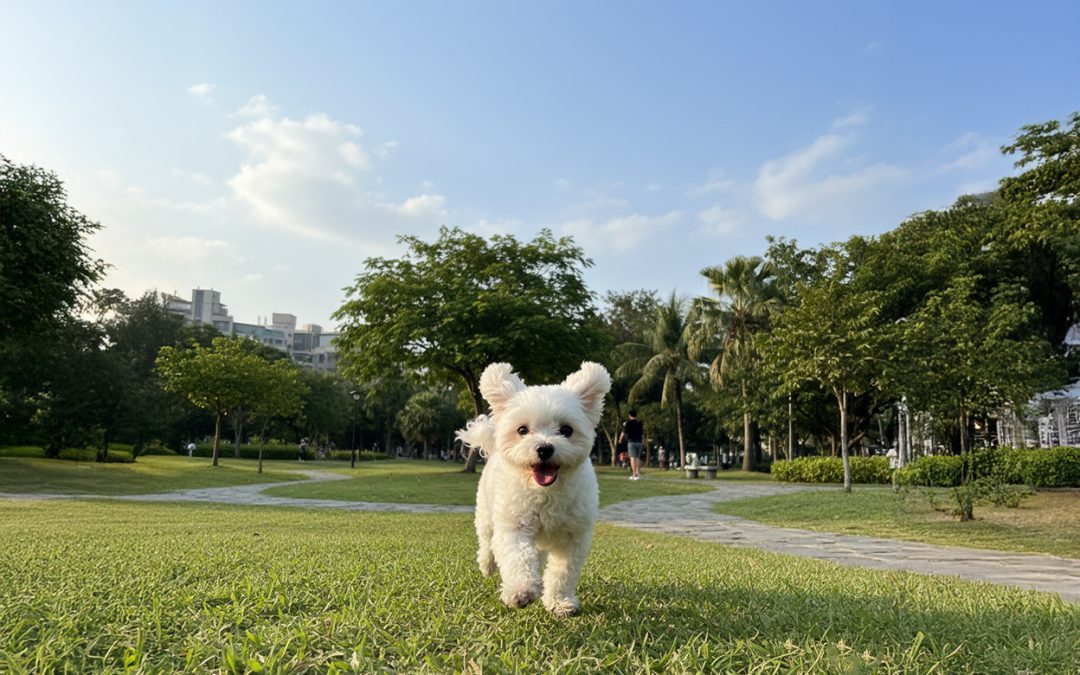 寵物推車 vs 寵物背包，帶寵物旅遊時怎麼挑？